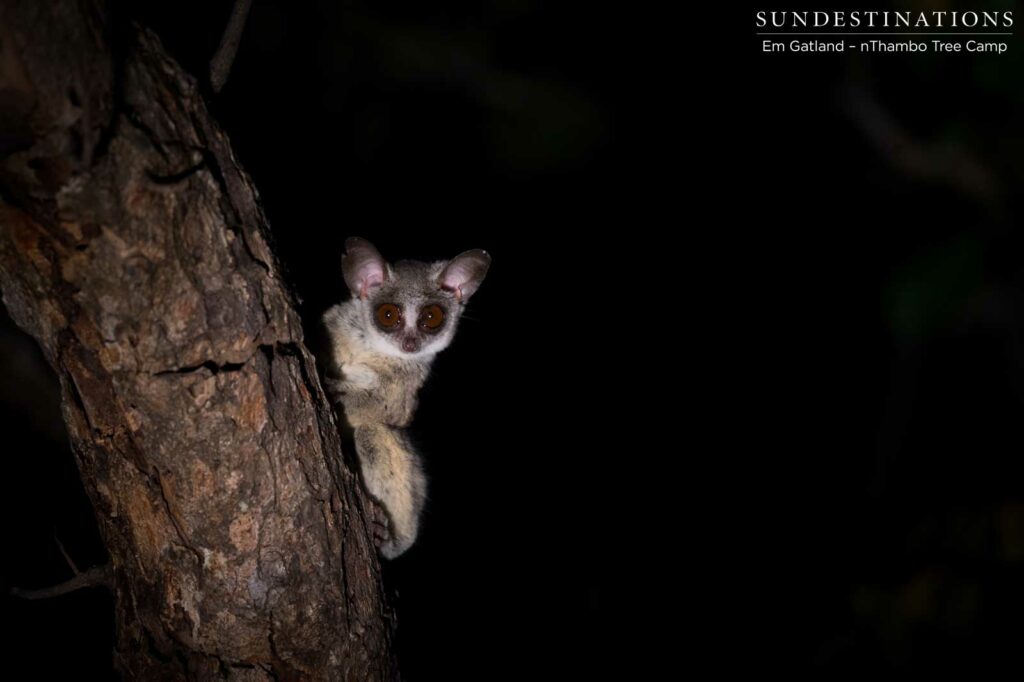 Lesser bushbaby Lesser bushbaby