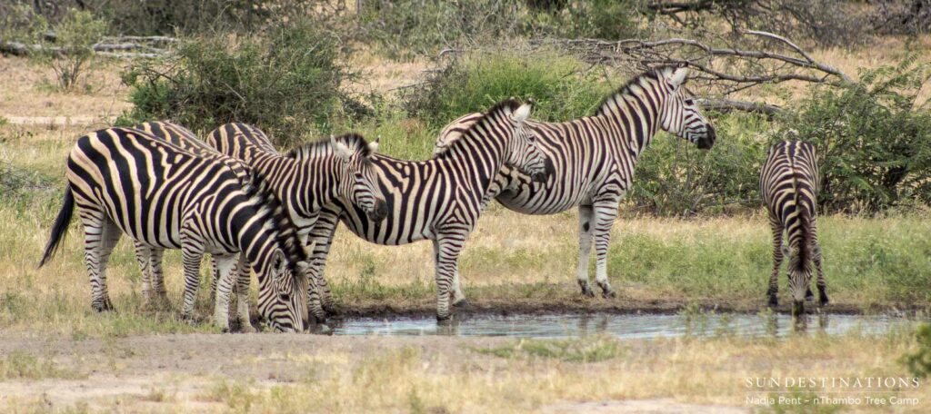 Burchell's zebra drinking at nThambo pan Burchell's zebra drinking at nThambo pan
