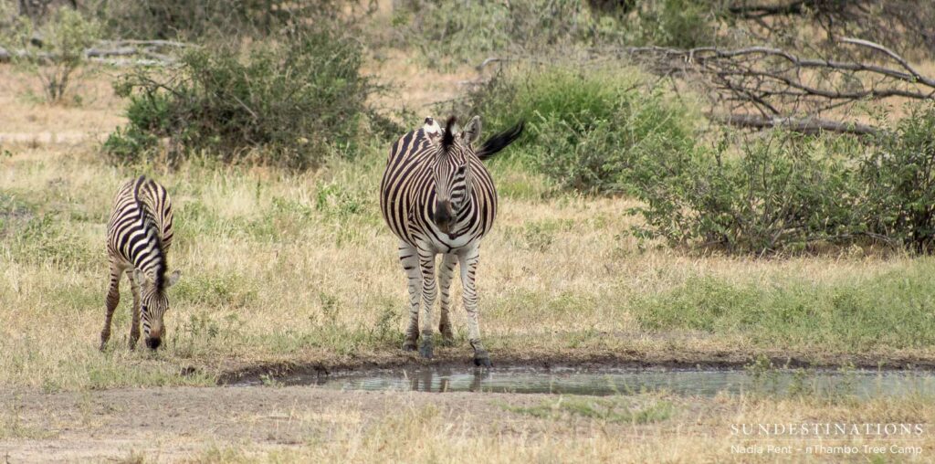 Burchell's zebra drinking at nThambo pan Burchell's zebra drinking at nThambo pan