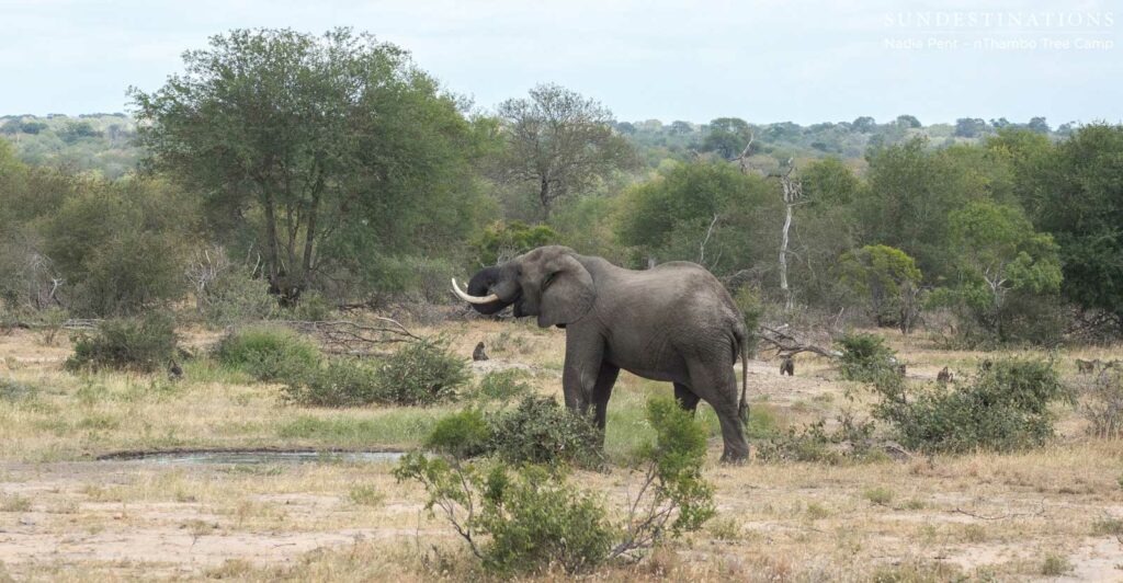Elephant visitors occupy the open area in front of nThambo Tree Camp Elephant visitors occupy the open area in front of nThambo Tree Camp