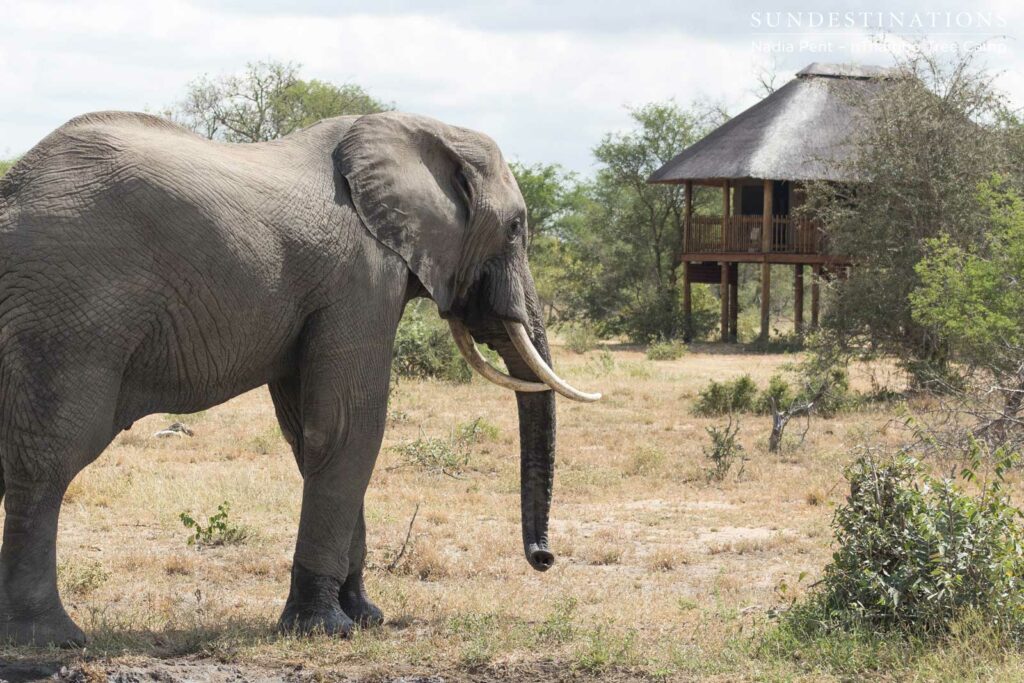 Elephant visitors occupy the open area in front of nThambo Tree Camp Elephant visitors occupy the open area in front of nThambo Tree Camp