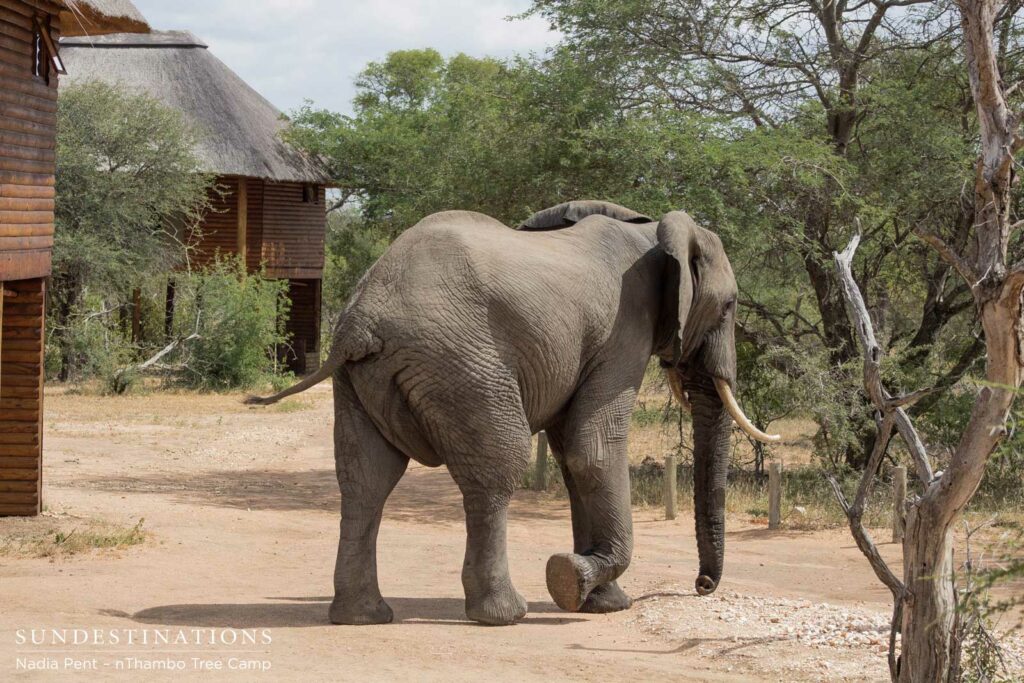 Elephant visitors occupy the open area in front of nThambo Tree Camp Elephant visitors occupy the open area in front of nThambo Tree Camp