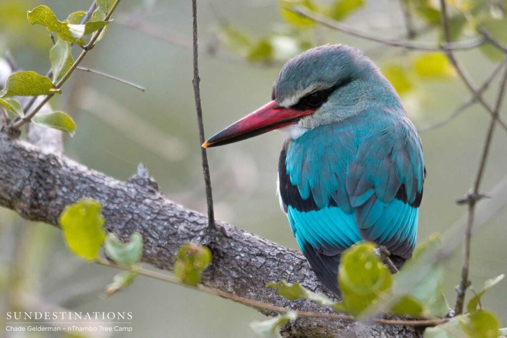 Woodland kingfisher Woodland kingfisher