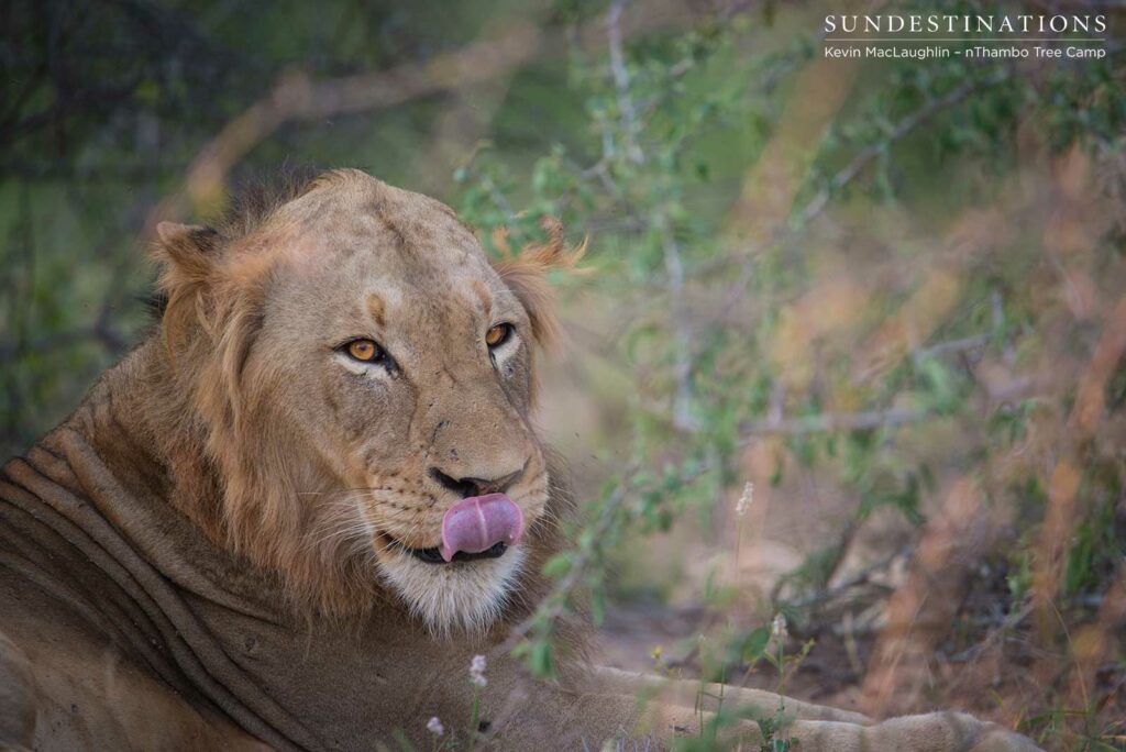 Nomadic pride from Balule at Africa on Foot and nThambo Nomadic pride from Balule at Africa on Foot and nThambo
