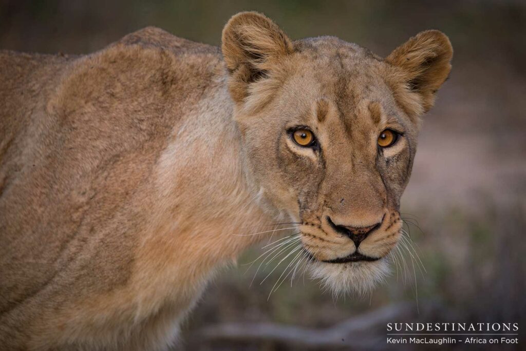 Nomadic pride from Balule at Africa on Foot and nThambo Nomadic pride from Balule at Africa on Foot and nThambo