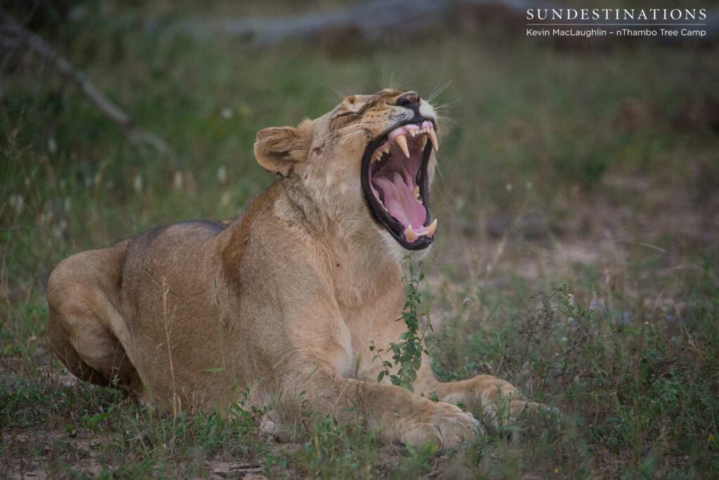 Nomadic pride from Balule at Africa on Foot and nThambo Nomadic pride from Balule at Africa on Foot and nThambo