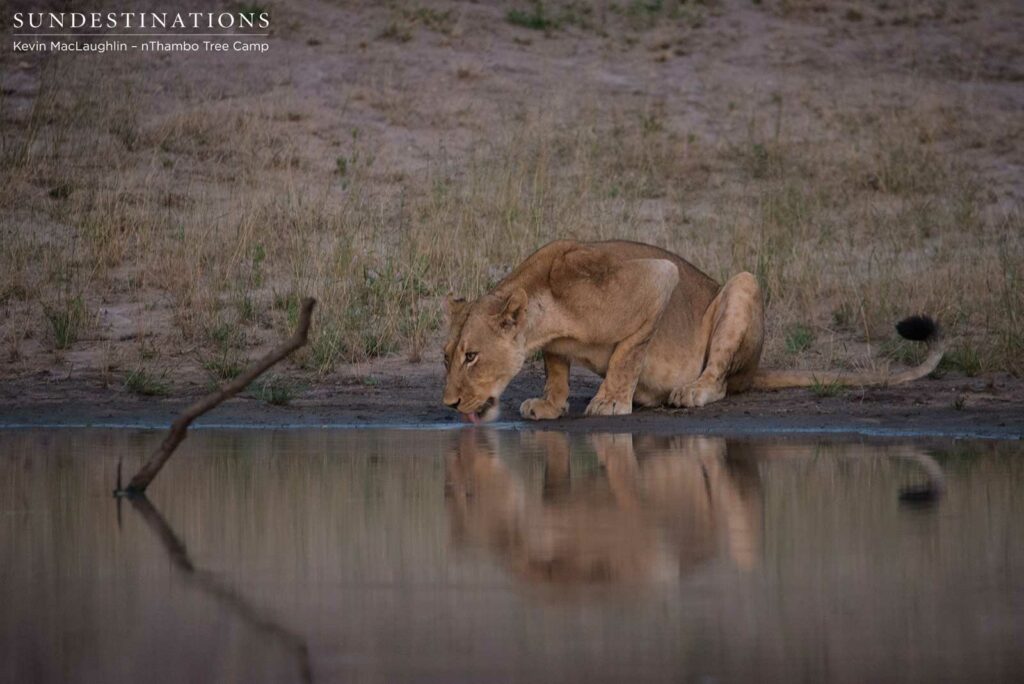 Nomadic pride from Balule at Africa on Foot and nThambo Nomadic pride from Balule at Africa on Foot and nThambo