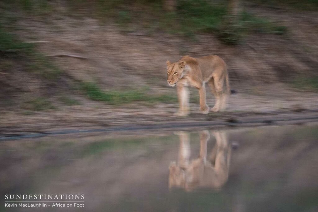 Nomadic pride from Balule at Africa on Foot and nThambo Nomadic pride from Balule at Africa on Foot and nThambo