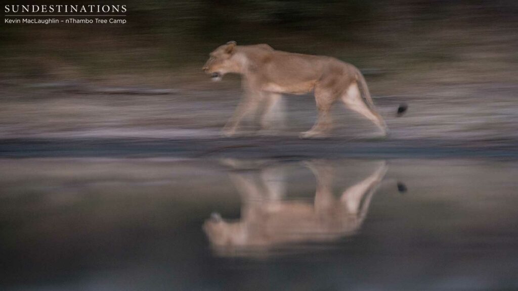 Nomadic pride from Balule at Africa on Foot and nThambo Nomadic pride from Balule at Africa on Foot and nThambo