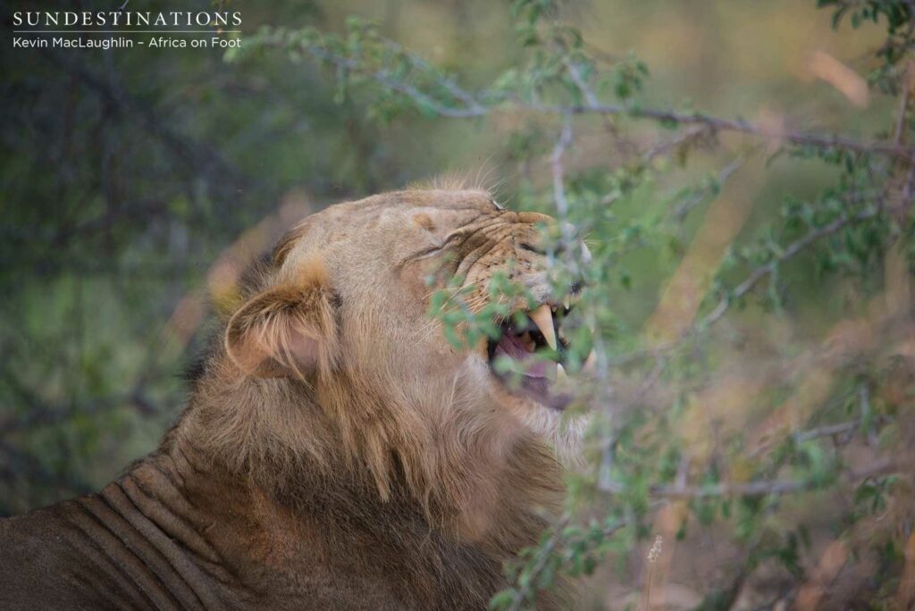 Nomadic pride from Balule at Africa on Foot and nThambo Nomadic pride from Balule at Africa on Foot and nThambo