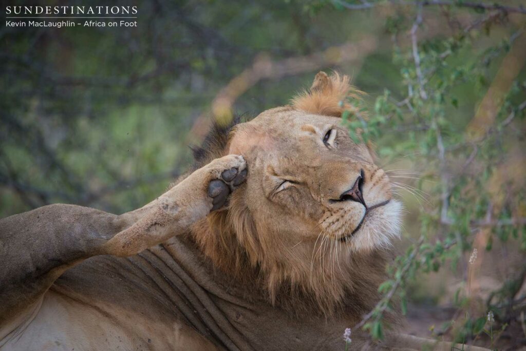 Nomadic pride from Balule at Africa on Foot and nThambo Nomadic pride from Balule at Africa on Foot and nThambo