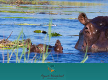 Capture the rhythm of the Delta in Botswana on an experiential journey of the Okavango River, aboard the Ngwesi Okavango Houseboat.  Moored on the river, near the village of Shakawe, Ngwesi Houseboat offers excursions on tender boats to explore the Delta’s countless water channels, floating islands and fertile banks; as well as, Mokoro excursions whereby guests […]