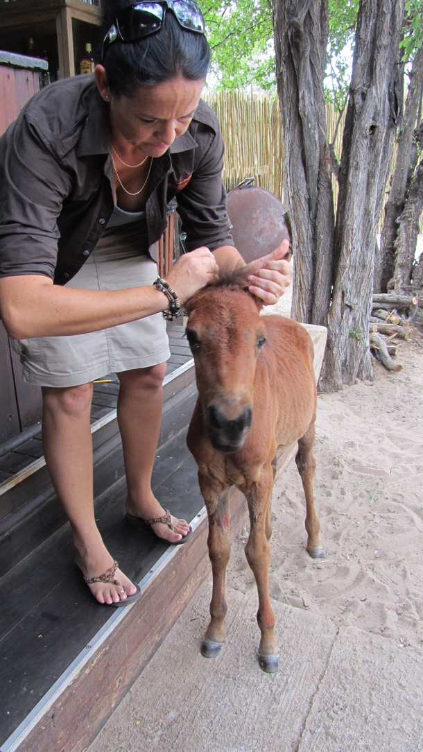 Wanda Rescuing a Foal at the Haina Kalahari Lodge