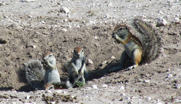 Ground Squirrels found in the Central Kalahari Game Reserve