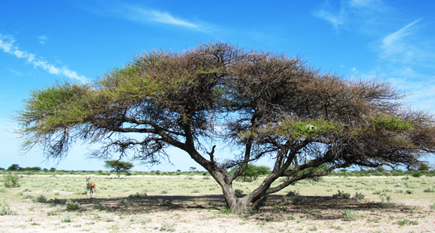 Kalahari Umbrella Tree