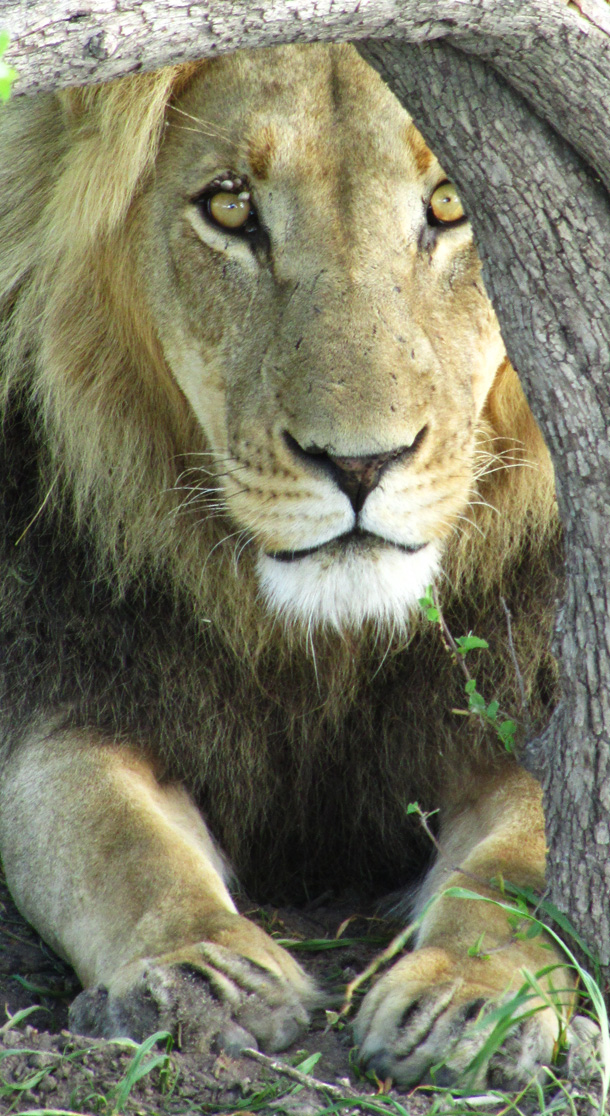 Impatient Black-maned Kalahari Lion
