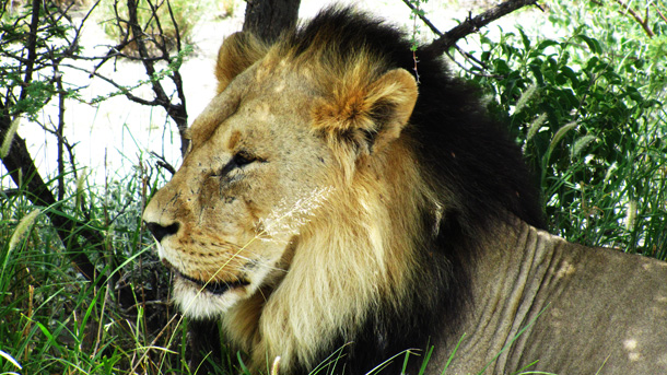 The Black-maned Lion from the Kalahari