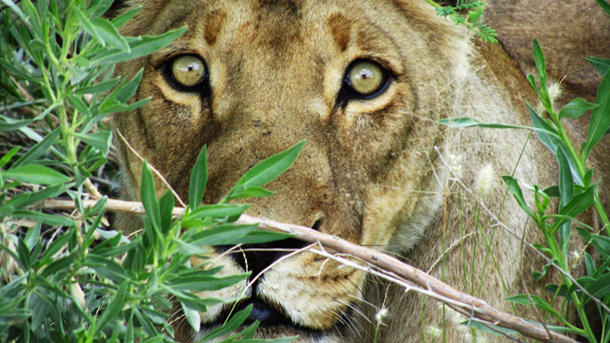 Kalahari Lioness ready to pounce