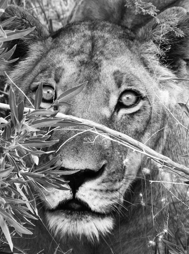Kalahari Lioness
