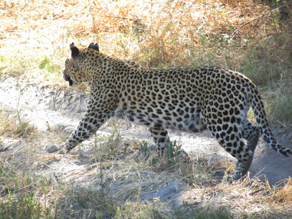 Leopard at Machaba Camp