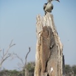 Hornbill Spotted on a Game Drive in the Khwai River Region