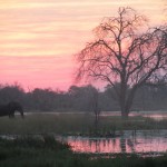 Typical Scene in the Okavango Delta - Trees & Elephants