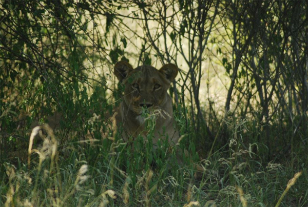 Lioness Hiding in the Bush