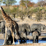 Game Viewing at Waterhole