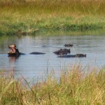 Hippos are Found in Abundance