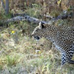 Leopard Stalking Her Prey