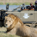Lions Spotted at Mapula Lodge