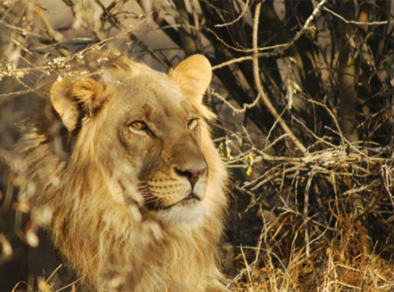 Kings of the Kalahari Make Their Mark at Haina Kalahari Lodge