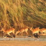 Buck & Birds in the Okavango Delta
