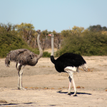 Ostriches