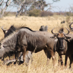 Wildebeest