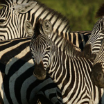 Zebra in the Delta