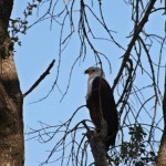 African Fish Eagle in Okavango Delta