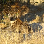 Hyena Spotted in Machaba Camp in the Okavango Delta