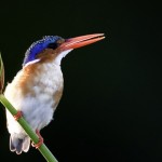 Okavango Delta Birdlife