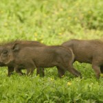 Warthogs in the Delta