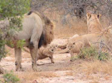 If you’re a fan of lion pride dynamics and follow the various prides within the Greater Kruger area, you’ve more than likely heard about the famous Ross Pride of lions that traverse the Klaserie Private Nature Reserve. I’m not going to delve too deeply into the history of the pride, but rather focus on the […]