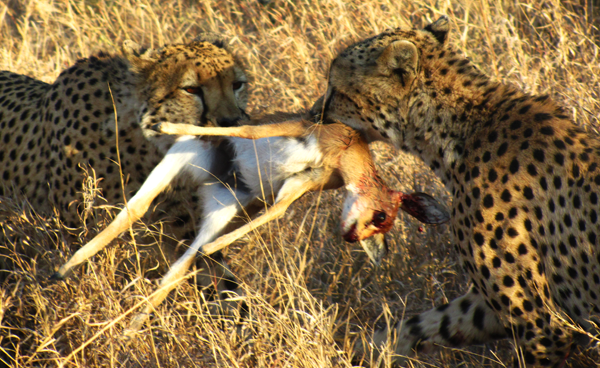 Cheetah Kill in the Kruger