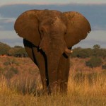 Elephant at Sango Safari Camp