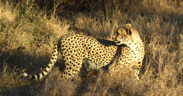 Cheetah Kill - Observing a Steenbok