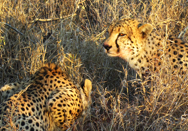 Cheetah's Dinner Time