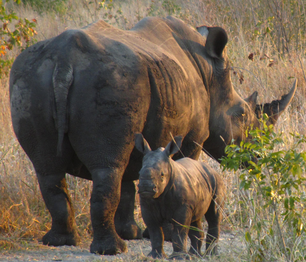 Rhino Calf in the Sabi