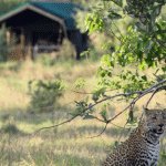 Sango Accommodation, Khwai, Okavango Delta