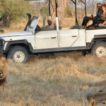 Wildlife at Sango Camp in Botswana