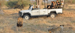 Wildlife at Sango Camp in Botswana