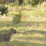 Leopard Outside Sango Camp in Moremi